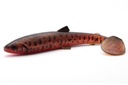 WESTIN BullTeez Shadtail 18cm 53g Motorový olej Burbot