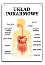 Náučná tabuľa tráviaca sústava človeka A4