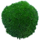 Špongia Moss PREMIUM tmavozelená 1200g