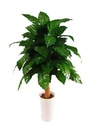 Umelé kvety Dracaena v kvetináči s priemerom 70 cm