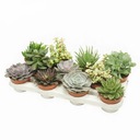 SUCULENTS Set Mix 5 ks ESZEWERIA CRASSULA