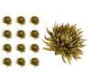 Chryzantéma KRAB olivový 12 kusov