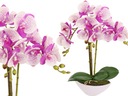 ORCHIDEA V ČRENÁRE AKO ŽIVÝ UMELÝ KVET, 3 výhonky