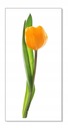 Nálepka s kvetmi kvety 50cm - Tulipán 10