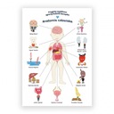 Vzdelávací plagát. Ľudská anatómia A2