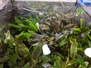 Cryptocoryne MIX troch druhov [košík] BALENIE