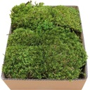 Fern Moss PREMIUM Papraď zelená 300g 0,125m2