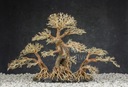 Aquasilva Ongoye aqua bonsai strom naplaveného dreva