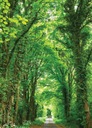 Fototapeta Forest Road Trees na stenu 183x254 cm