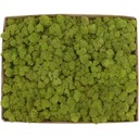 Crabotek PREMIUM Mid Green Natural Moss 1kg