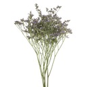 Limonium LAVENDER NATURAL. sušené kvety