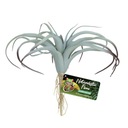 Zoo Med Tillandsia Air Plant M