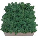 Moss Chrobotek Shadow Green Cardboard 600g