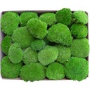 PREMIUM Cushion Moss Medium Green Cardboard 300g