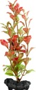 Tetra DecoArt Red Ludwigia L - červená ludwigia