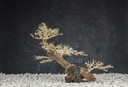 Aquasilva Tarkine aqua bonsai strom naplavené drevo