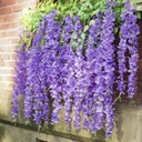 12x Wisteria wisteria girlanda visiace kvety fialka