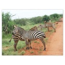 Plagáty 40x30 Zebra na savane