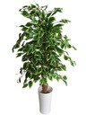 Umelý stromček Ficus Benjamina kvet 100 cm