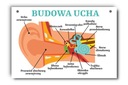 Náučná tabuľa štruktúra ucha, ľudské ucho, A4