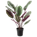 CALATHEA KALATHEA 100 cm rastlina Ako skutočná