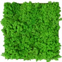 Crabgrass Moss Live Green 3kg