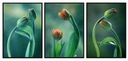 OBRAZ V RÁME 53x73cm Triptych Tulipány P2002