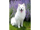 Diamantové vyšívanie, obraz, diamantová mozaika Diamantová maľba, SAMOYED DOG 3