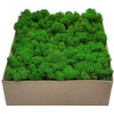 Moss Chrobotek PREMIUM Apple Green Cardboard 600g