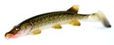 Šťuka BALZER PIKE 32g/18cm balzerová guma