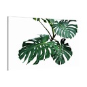 Sklenený obraz GREEN MONSTERA LEAVES 60x40 Dekorácia