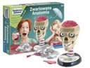 Vedecká súprava Crazy Anatomy Toy - Model lebky na zostavenie