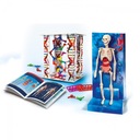 Clementoni Scientific Fun Human Body Set 60249 kostra