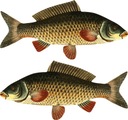 2x CARP čln NÁLEPKA 50 cm auto RYBA čln