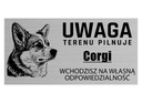 Pozornosť pes, psa stráže Pembroke Welsh Corgi