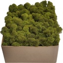 Moss Chrobotek PREMIUM Mid Green Cardboard 300g