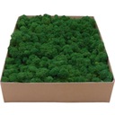 Chrobotek PREMIUM Forest Green Moss kartón 1000g