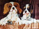 Elway deka 160x210 cm DOGS 647 - Hrubý AKRYL