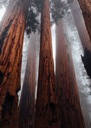 Plagát Sequoias in the Mist na stenu 50x70 cm