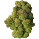 Chrobotek PREMIUM Olive Mid Green moss 600g