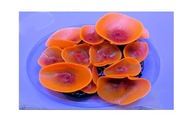 AZOO NEON CORAL (AZ27224) Discosoma Orange