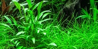 Nevillia's Cryptocoryne RARE