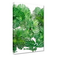 Obrázky 20x30 Listy Monstera pita