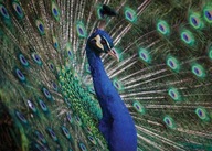 Nástenný plagát Majestic Peacock Feathers 50x70 cm