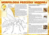 Náučná tabuľa MORFOLÓGIA VČELY - F324