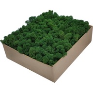 Chrobotek PREMIUM Forest Green Moss kartón 600g