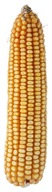 Semená kukurice Corn SM Piast C1 kvalifikácia