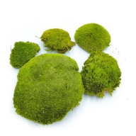 100g Cushion Moss Light Green Premium SWEDEN