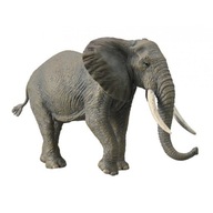 FÓRA SLONA AFRICKÉHO - CollectA - 88966