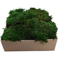 Plochý Moss PREMIUM Natural Green Cardboard 0,25 m2